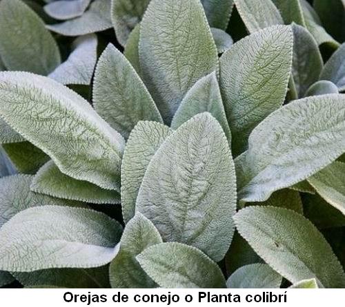 Orejas de conejo o Planta colibrí.jpg